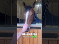 Pancake Day is for horses too! 🤣🤤 #horse #horseracing #pancakes #pancakeday