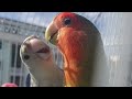 Nap &amp; Blueberry The Lovebirds - Cute Bonding Moment !  #lovebird #cute #funny #bird #entertainment