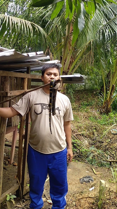 Awas !! musim hujan banyak binatang ini #masukberanda #viral
