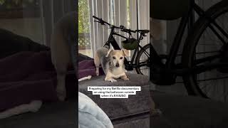 POV: your dog is preparing for her Netflix documentary on THIS