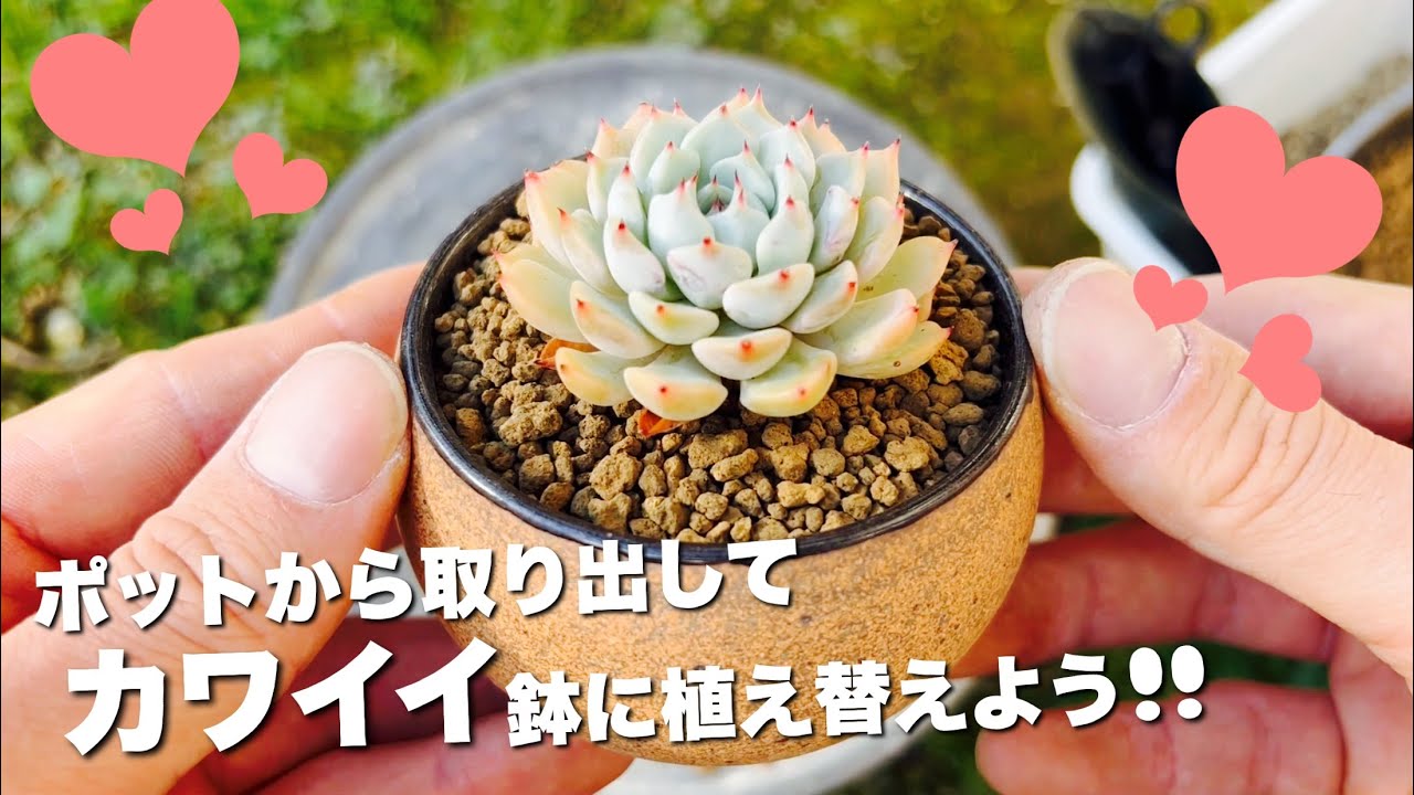 多肉植物の植え替え 鉢と合わせる楽しみ方をしよう Youtube