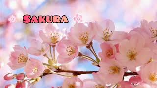 Sakura - Ikimonogakari [ 1 Hour ]