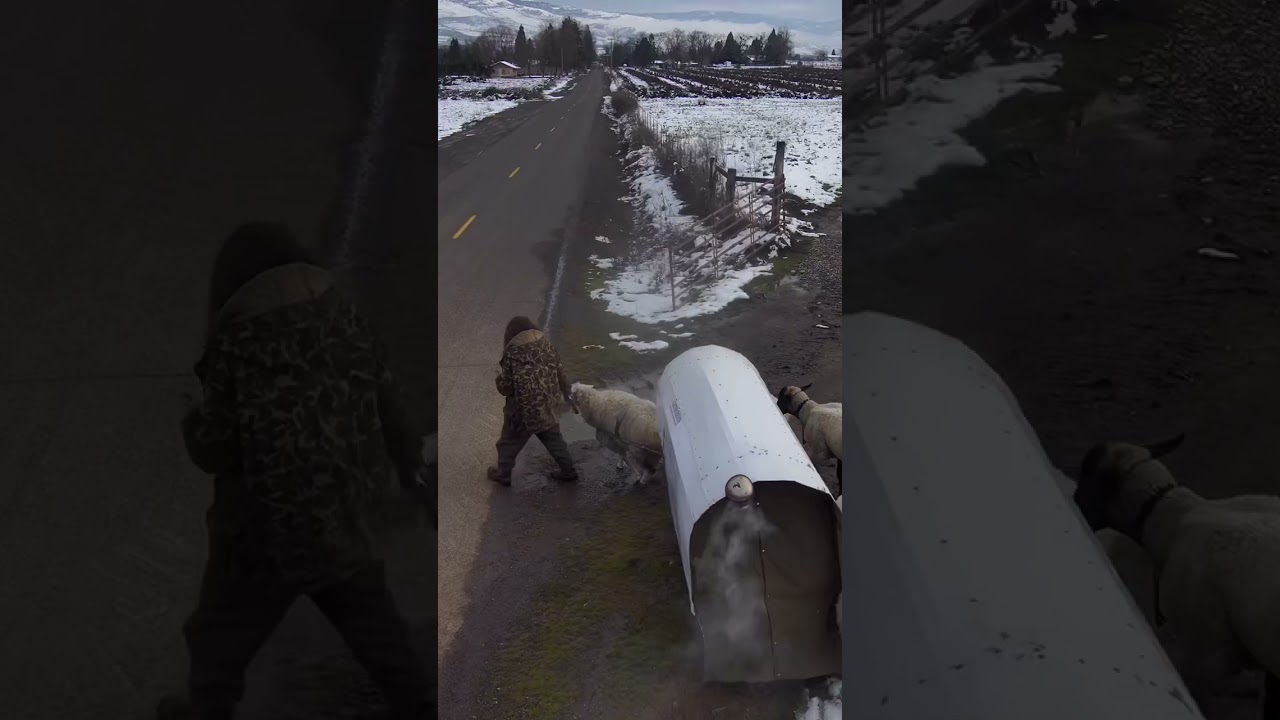 Wagon travelin with dairy sheep!