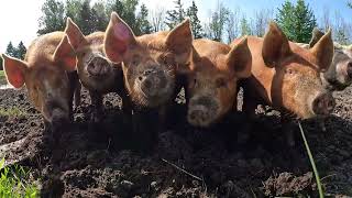 Découvrez Plantagenet Dans Le Canton Dalfred Et Plantagenet