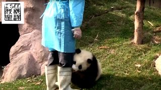 The most popular clingy panda baby Qi Yi