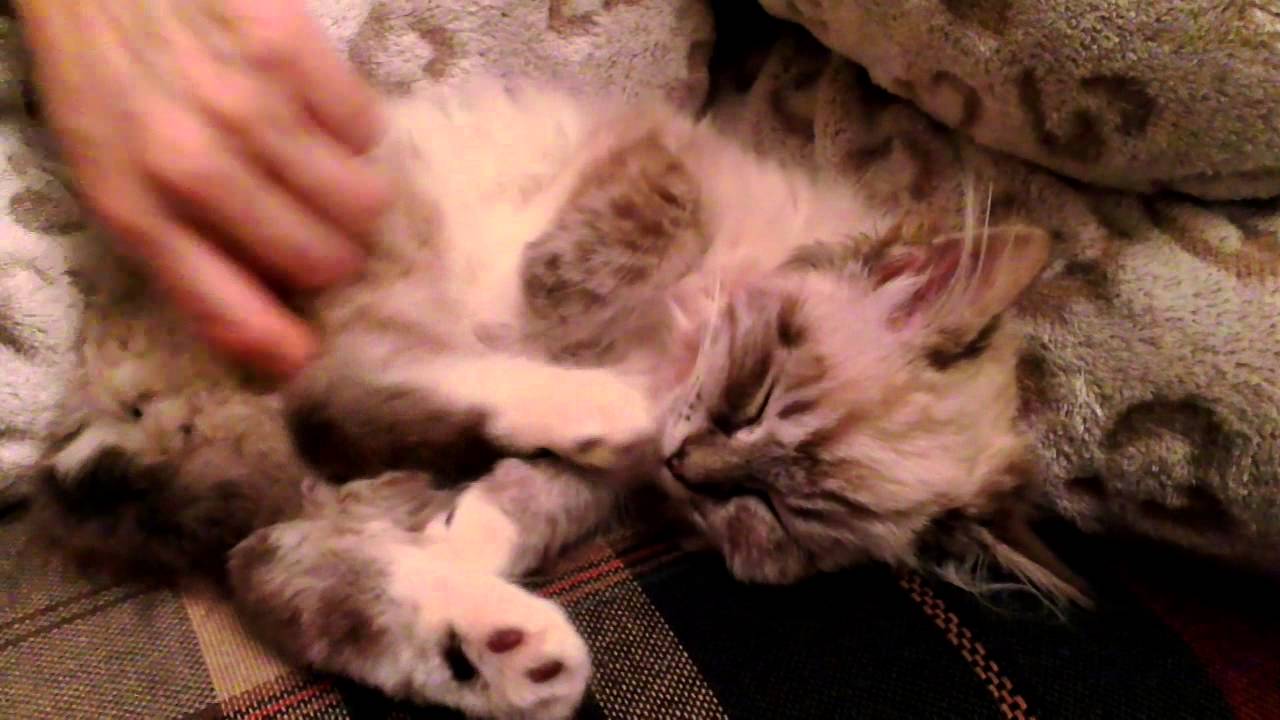 Sleepy limp ragdoll kitten. Super cute! YouTube
