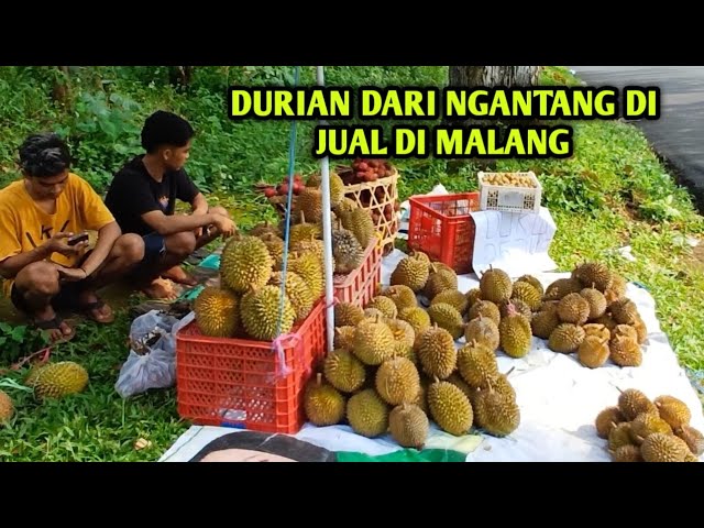 Durian Ngantang Di Jual Di Malang berapa harganya kalau di Jual disini,,, class=
