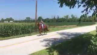 Tennessee Walking Horse for sale in Ohio, gelding