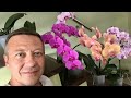 ОРХИДЕЯ УХОД до РОСКОШНОГО ЦВЕТЕНИЯ ДОМА  пересадка, полив орхидеи, удобрение фаленопсиса