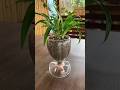 Mastering Succulent Styling: Turning Mini Plants into Aesthetic Bonsai Art” #SucculentArrangement