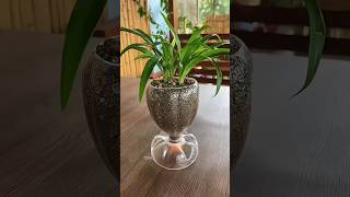 Mastering Succulent Styling: Turning Mini Plants into Aesthetic Bonsai Art” #SucculentArrangement