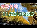 【神宮外苑の紅葉】11/23いちょう並木は黄金色のおとぎの国だった(^^)