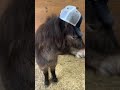 Triple Crown Feed Taster reporting for duty #triplecrownfeed #horse #horsefeed #cute #miniaturehorse