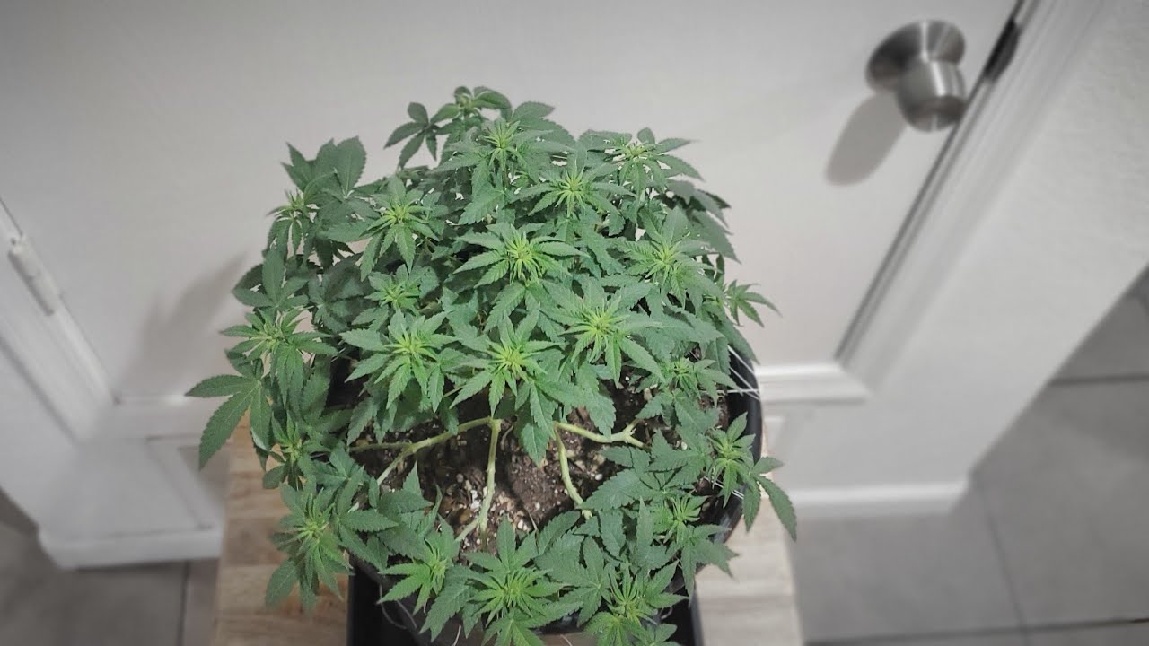 Exotic Training (ET) Low & High Stress Training 32 Main Colas with Floss Part 1