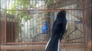 pancingan kacer, suara kacer ngeplong gacor, masteran kacer durasi panjang Berjam jam!!