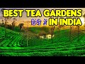 चाय के बागानों का अलग ही मजा है | Best Tea Gardens in India - Assam and Darjeeling @TravelNfx