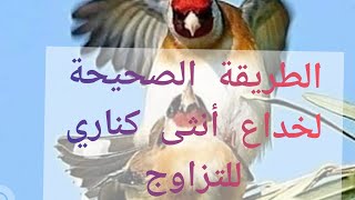 طريقة صحيحة لتزاوج ذكر الحسون مع أنثى الكناري