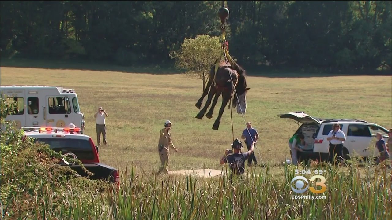 Crews In Chester County Rescue Horse Stuck In The Mud - YouTube