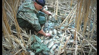 ЛОВЛЯ КРУПНОГО КАРАСЯ РУКАМИ. В ЭТОМ БОЛОТЕ МНОГО РЫБЫ. ЛИНЬ, САЗАН. Рыбалка