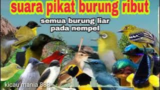 suara pikat burung ribut || apapun jenis burungnya pasti mendekat dengar suara ini