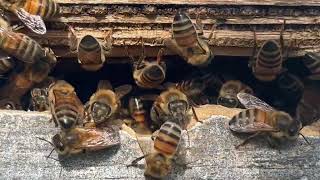 Buzzing Bees:))⭐️🐝⭐️