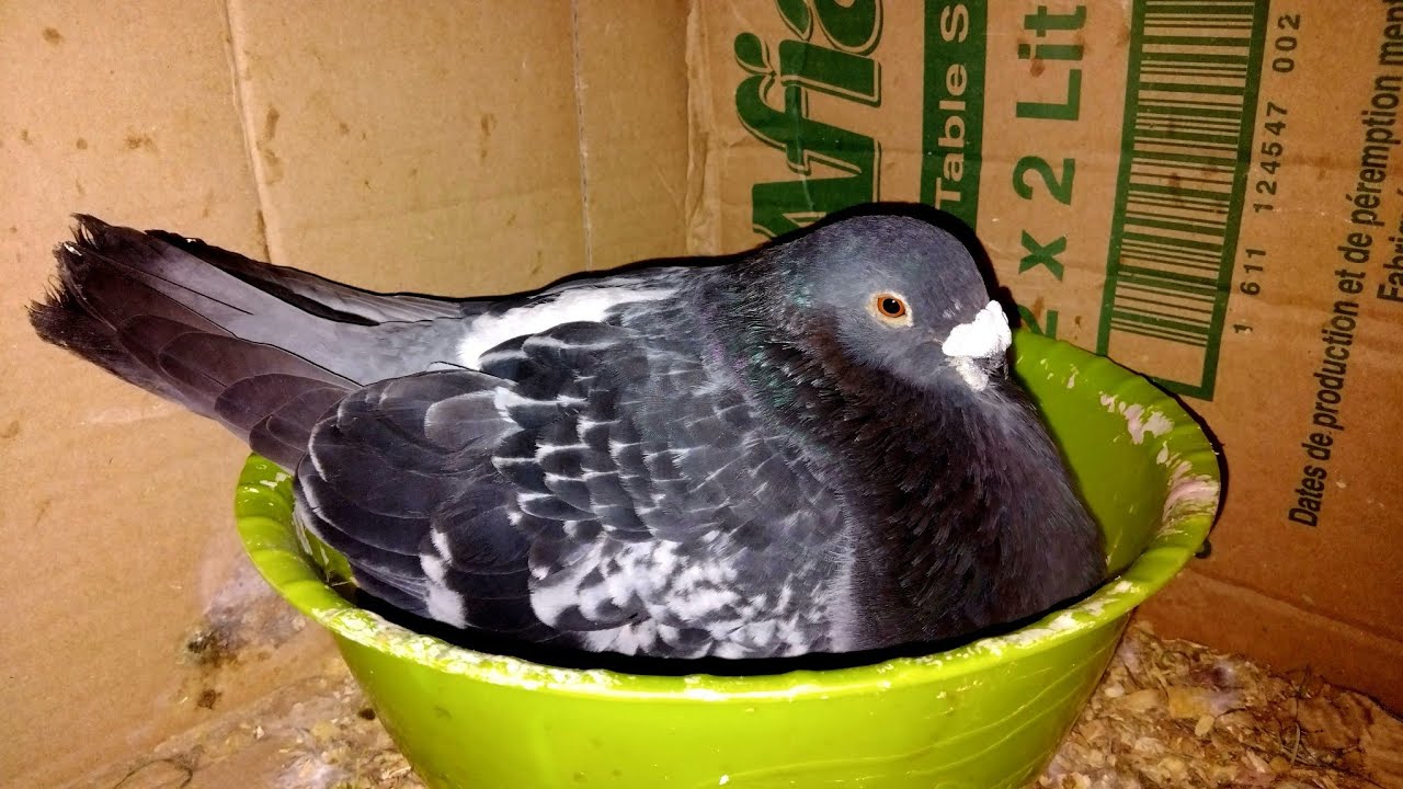 توليعة جديدة فحمام السيفيانوس❤️‍🔥😍😍 . بيضو ليا الحمااام🕊🪺