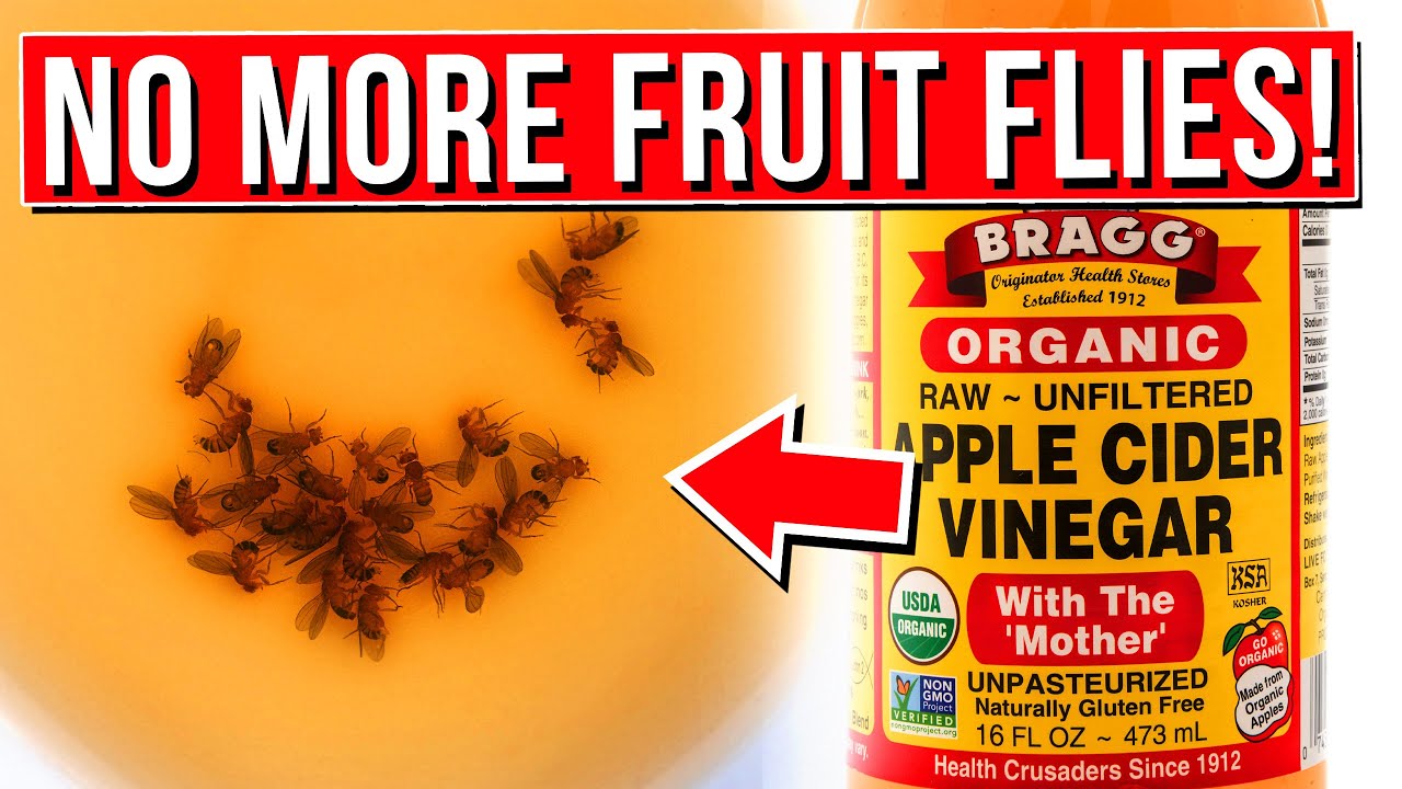 How to Get Rid of Fruit Flies Forever with These Frugal Tactics