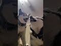 Dog discipline level 100