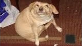 DOG LAND