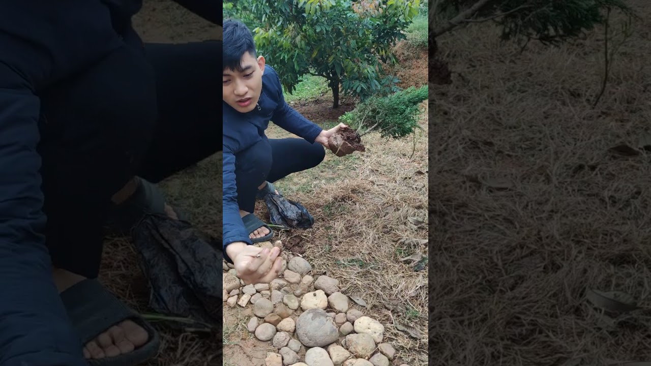 Hướng dẫn trồng Tùng Tháp tạo cảnh quan sân vườn đẹp | Tự làm góc Chill tại nhà tiết kiệm