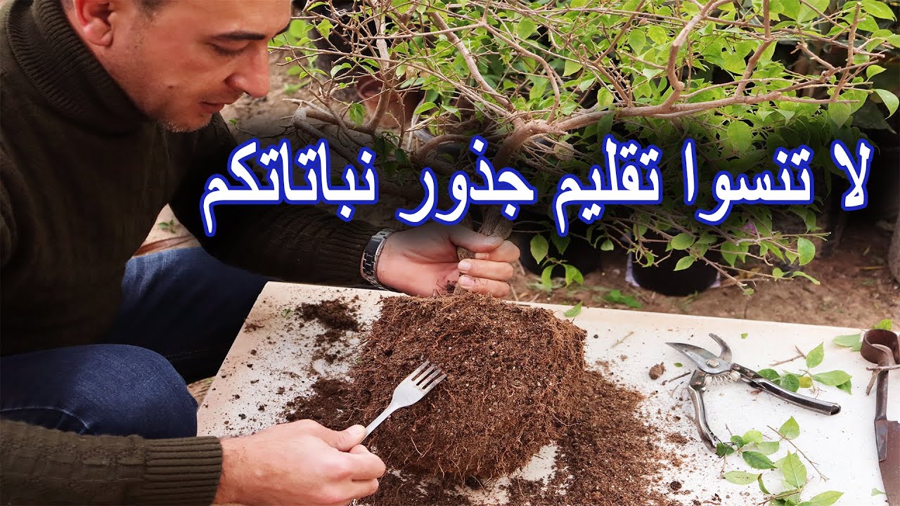 فوائد و طريقة تقليم جذور النباتات و الأشجار