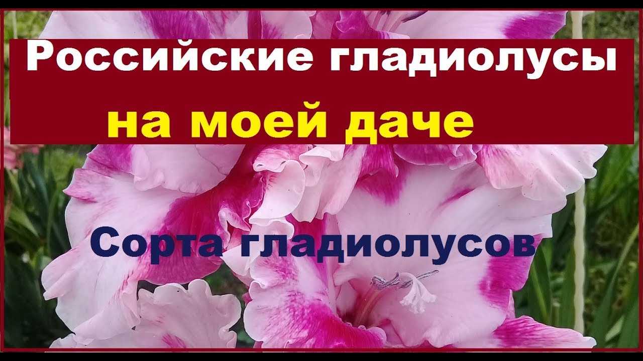 Сорта российских гладиолусов на моей даче  2019 г. Высылаю излишки. Гладиолусы  почтой.