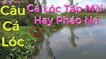 Câu Cá Lóc Ngoài Tràm Chim #37. Những Pha Cá Táp Mồi Tê Tái | Nguyen Trong TV