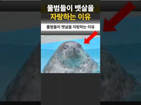 물범이 뱃살을 자랑하는 이유 thumbnail
