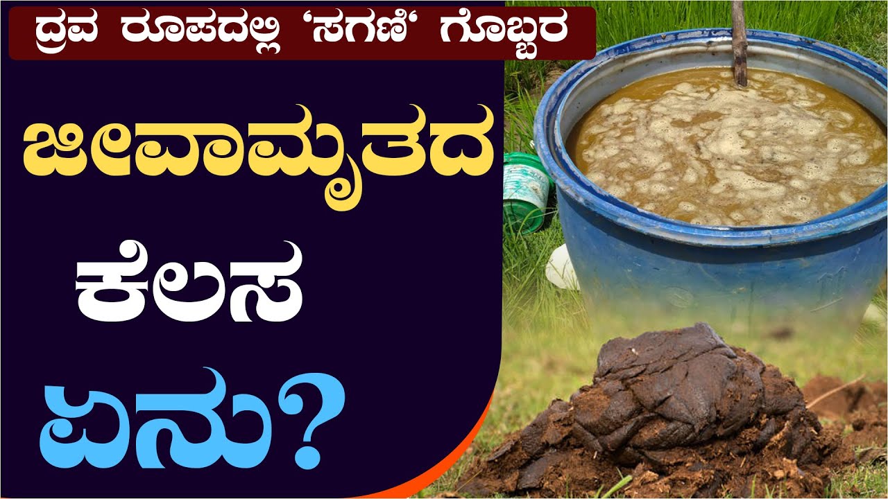 ದ್ರವ ರೂಪದಲ್ಲಿ ಸಗಣಿ ಗೊಬ್ಬರ liquid cowdung fertilizer