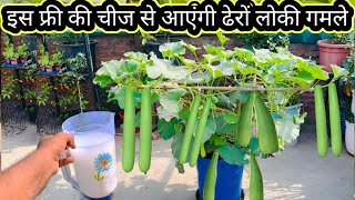 लौकी सड़क नहीं करेगी आएंगे ढेर सारी लौकी फ्रीकी चीज से How to get more bottle guard in poted plant by Green gold garden 250,352 views 1 month ago 14 minutes, 58 seconds