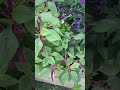 Gardening