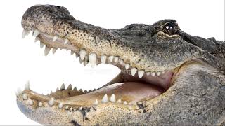 The Wild West of 1600s Florida: A Rugged Frontier