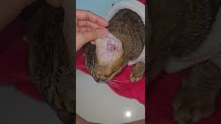 khế đít lát vẫn ham review #khethui #cat