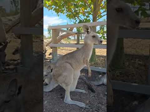 Highlight 28:08 – 33:08 from Wildlife Park in Melbourne "ชมสวนสัตว์ป่าที่เมลเบิร์นกันค่ะ" 🦤🐇🐏🐔🦘🦘🐦‍⬛🪿