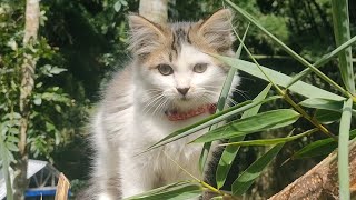 BILLI KARTI CAT - kitten cats funny - moments cats - Animal Funny #17 by ANIMALS 22 340 views 13 days ago 3 minutes, 3 seconds