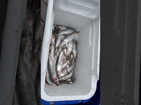 Herrings are around