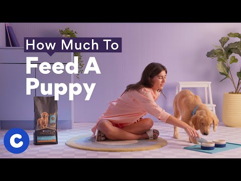 Video: How To Feed Your Puppy With No Food