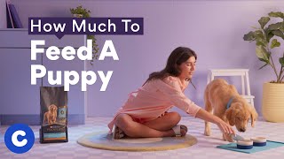 How Much To Feed a Puppy | Chewtorials