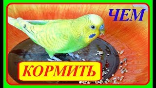 VLOG:ЧЕМ КОРМИТЬ ПОПУГАЯ//КОРМ ДЛЯ ВОЛНИСТОГО ПОПУГАЯ//КАКОЙ КОРМ ЛУЧШЕ//УХОД И СОДЕРЖАНИЕ ПОПУГАЯ