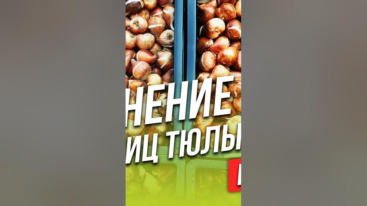 Кучеров тюльпаны. Кучеров тюльпаны. Павел кучеров выгонка тюльпанов. Тюльпаны павла кучерова. Павел кучеров выгонка тюльпанов.