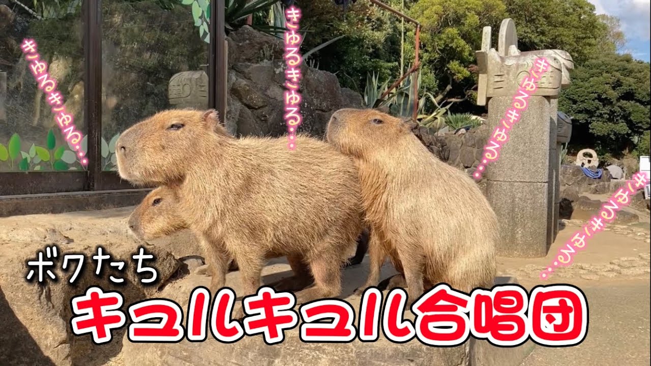 Capybara】Animal sound [JAPAN] - YouTube