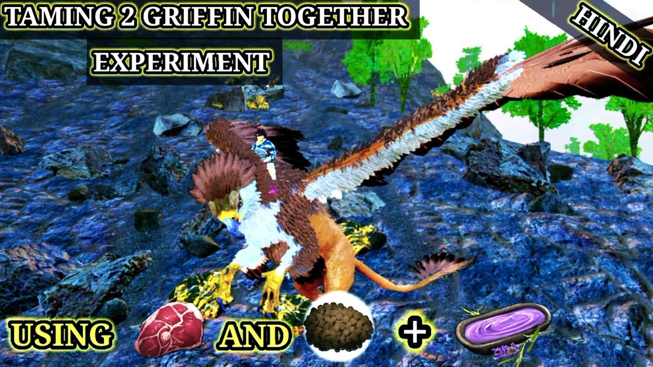 TAMING 2 GRIFFIN TOGETHER WITH PRIME MEAT, AND RAW MEAT ALSO USING