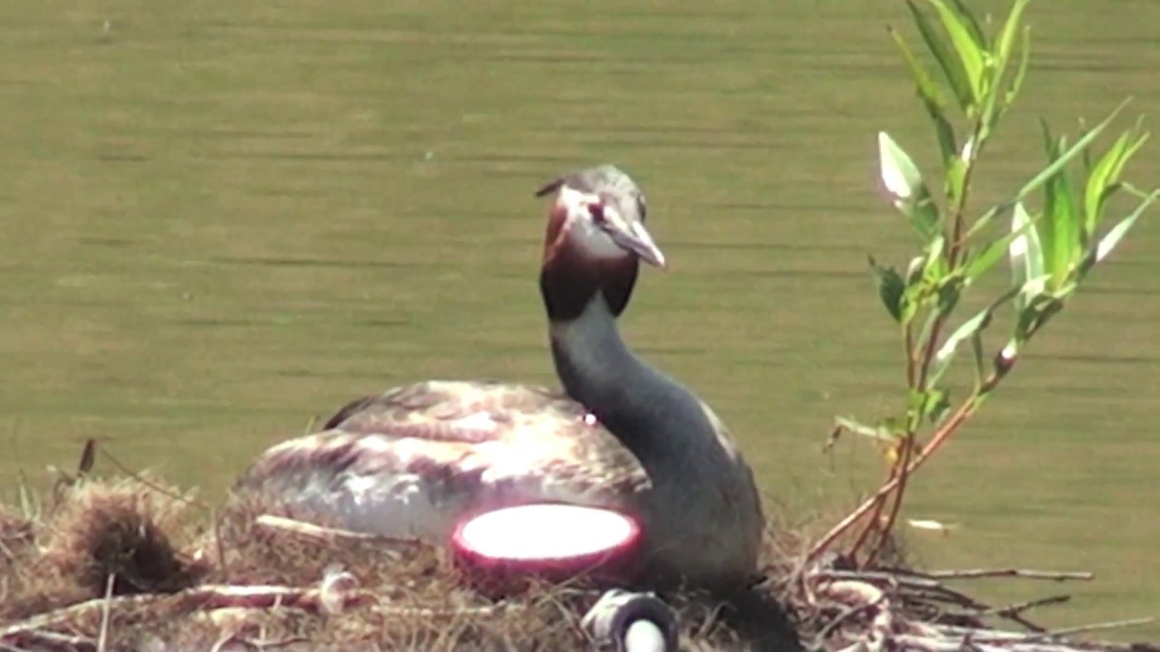 Great Crested grebe on nest 