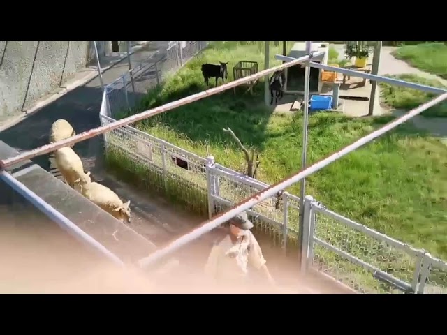 【天王寺動物園】ヒツジたちの移動の様子を初公開